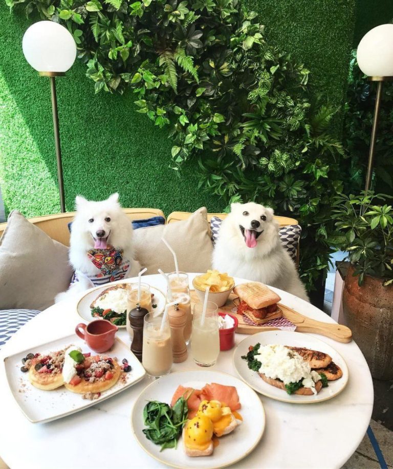 Discover Pet-Friendly Cafes in Dubai for a Perfect Outing with Your Furry Friends pet friendly